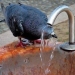 It will be 45 degrees hot in Uzbekistan throughout the week