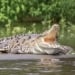 A girl died as a result of a crocodile attack in Rajasthan
