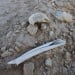 Hundreds of bodies found near Raqqa