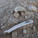 Hundreds of bodies found near Raqqa