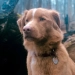 A separate category for animals may be introduced at the "Oscar"