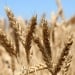 New electronic system introduced for cotton and grain reception
