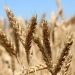 New electronic system introduced for cotton and grain reception