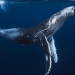 Millennial whale bones found in the Arctic