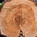 The ecological party supports the ban on tree cutting