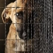 Punishment for cruelty to animals has been increased