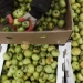 There is a shortage of labor force in the harvest gathering in Russia