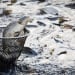 The volume of fishing in Uzbekistan increased by 9 percent