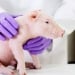 Japan transplants organs from cloned pigs