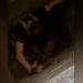 A cat was rescued from a deep hole in Yunusobod