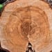 The ecological party supports the ban on tree cutting