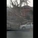Strong wind in Andijan knocked down a tree