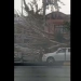 Strong wind in Andijan knocked down a tree