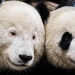 Xitoyda ko'z atrofida qora dog'lari bo'lmagan noyob panda tug'ildi