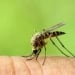 Mosquitoes found in the natural environment for the first time in Iceland