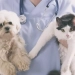 Pet wine therapy started in New Zealand