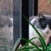 The cat brought home more than 150 items