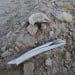 Hundreds of bodies found near Raqqa