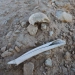 Hundreds of bodies found near Raqqa