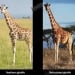 Giraffes were divided into four distinct species