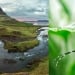 Mosquitoes detected for the first time in Iceland