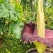 Unique Amorphophallus titanum flower stolen in Dortmund
