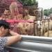 Dog meat farms are closing in South Korea