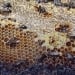 Ten beekeeping hives were burned in Almere orchard