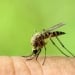 Mosquitoes found in the natural environment for the first time in Iceland