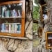 A library was created from a tree in the village of Ruurlo