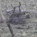 A drone related to Russia crashed in Poland