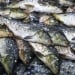 A three-week ban on hilsa fishing has been imposed in Bangladesh
