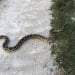 The hunt for large pythons has begun in Florida
