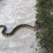 The hunt for large pythons has begun in Florida