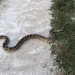 The hunt for large pythons has begun in Florida