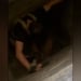В Юнусабаде кота спасён из глубины