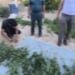 Urgutda narkotik o‘simlik yetishtirish holatlari aniqlandi