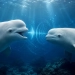 Olimlar beluga kitlarining ovozlarini AI yordamida tahlil qilmoqda