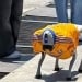 In Monterrey, a robot dog is promoting love for animals