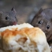 The number of rats is sharply increasing in cities