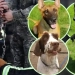 Farewell Ceremony for Service Dogs in China
