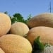 Uzbek melon is in demand in Great Britain