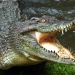 A crocodile attacked a man who was fleeing from elephants in Zambia