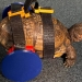 A special wheelchair for a turtle was made with the help of a 3D printer.