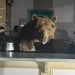 A bear raided an ice cream shop in California