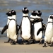 African penguins are becoming victims of hunger and overfishing