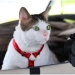 The cat of the President of Indonesia is under state protection