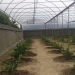 Large-scale new greenhouse complexes are being built in Sherobod district