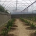 Large-scale new greenhouse complexes are being built in Sherobod district