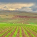 O'zbekistonda qishloq xo'jaligi yerlarini ijaraga berishning yangi tartibi joriy etildi